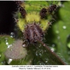 limenitis reducta larva5f